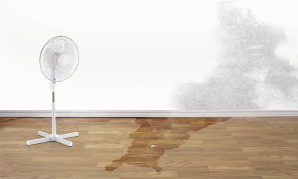 Best Flood damage cleanup  in Argentine, MI