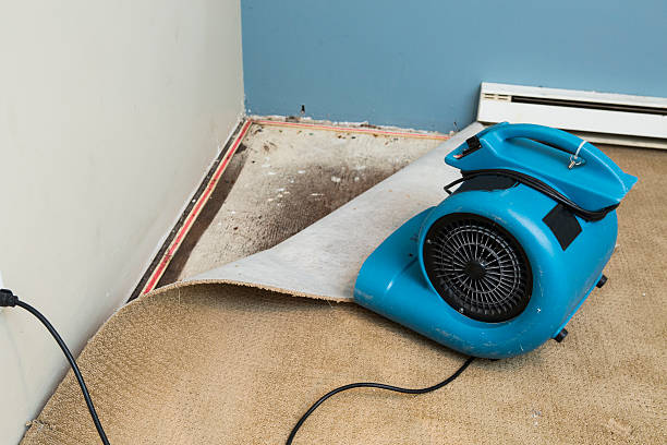 Best Water damage contractors near me  in Argentine, MI